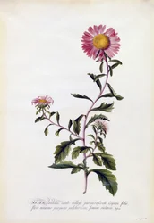 Aster, ca. 1743